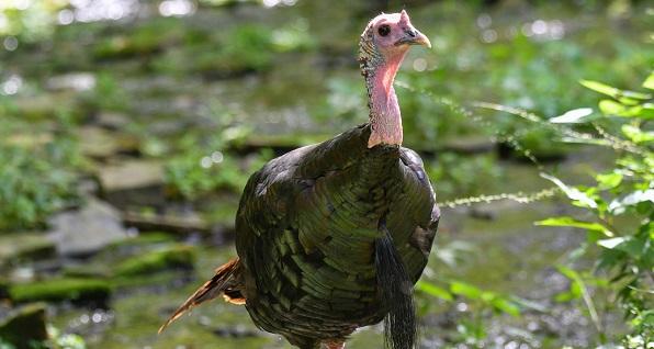 The application period is open until March 31 for special controlled wild turkey hunts and controlled fishing access in Ohio. — Courtesy of ODNR