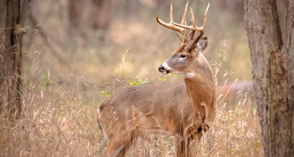 Whitetail buck, courtesy of Ohio Department of Natural Resources