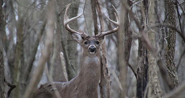 Ohio deer gun weekend