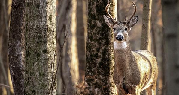 Ohio's 2023-24 deer hunting seasons approved