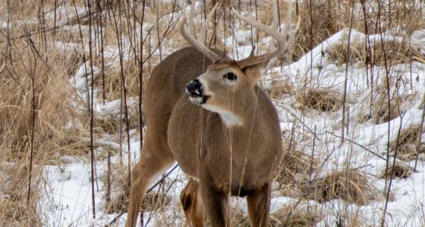 White-tailed buck, courtesy of Ohio Department of Natural Resources Division of Wildlife