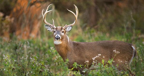 white-tail buck standing in a field